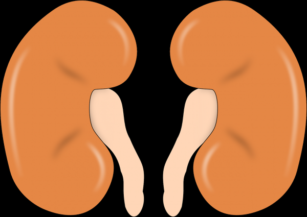 kidney