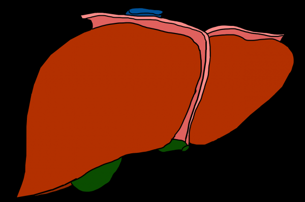 liver